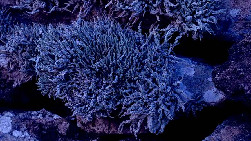 Mostra The Soul Expanding Ocean #4: Diana Policarpo Venezia