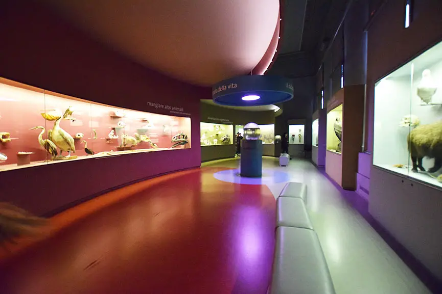 Sala Predatori Museo di Storia Naturale Venezia